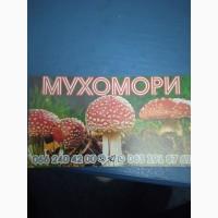 Мухор пантерний капелюшки