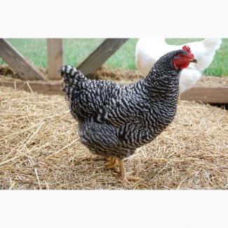 Реалізуємо інкубаційні яйца ДОМІНАНТ Д959