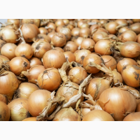 Цибуля Nation 1 сорт, вищий сорт, фазована