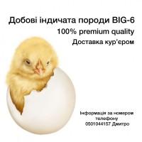 Добові індичата | з доставкою