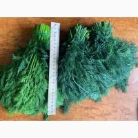 Продам укроп с поля