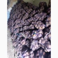 Товарна велика картопля 11 тон як