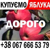 Купую на сік яблоко Телефон НА ФОТО ! - ціна і додатково + ПДВ - прийом від 15 т