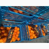 Продам Мандарины опт 36грн кг от 5 тонн