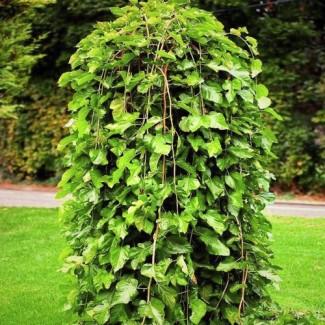 Саджанці плакучої шовковиці на штамбі Шепіт Вітру