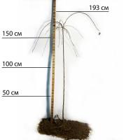 Саджанці плакучої шовковиці на штамбі Шепіт Вітру