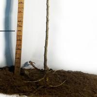 Саджанці плакучої шовковиці на штамбі Шепіт Вітру