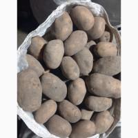Продам товарну картошку сорт повінь