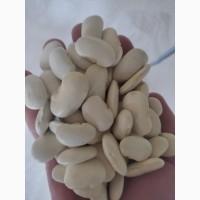 Продаємо квасолю сорту Бандоля