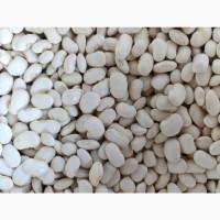 Продаємо квасолю сорту Бандоля