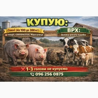 Куплю ВРХ і свині