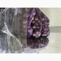 Продам буряк столовий оптом