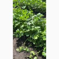 Продам петрушку