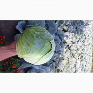 Продам Капусту Центуріон