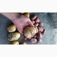 Продам Капусту Центуріон