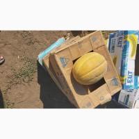 Продам диню