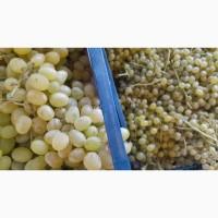Продам виноград Кишмиш