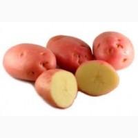 Посадкова картопля Беллароза Запорізька область купити якісну, роздріб від 10 кг