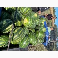 Продам кавун Арашан 2 тонни