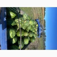 Продам кавун Арашан 2 тонни