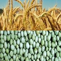 Насіння гороху зимуючого та насіння пшениці одеської селекції