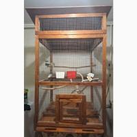 Безщокі корелли пара