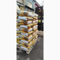 Продам соняшник під ганстар, гібрид Кінетік Екстра фракція