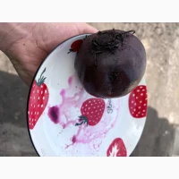 Столовий буряк сорт родітті