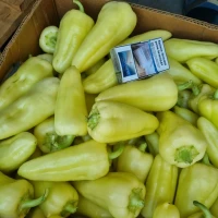 Продам перець, цукрову кукурудзу, баклажан, помідор, огірок с поля оптом, якість відмінна