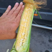 Продам перець, цукрову кукурудзу, баклажан, помідор, огірок с поля оптом, якість відмінна