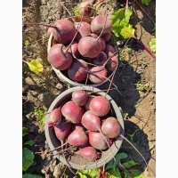 Продам мега крутой буряк
