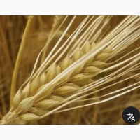 Продам ячмінь, пшеницю 2026 року