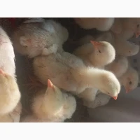Цыплята бройлера. Подрощенные