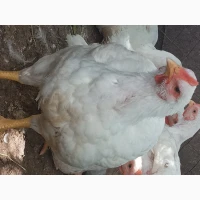 Цыплята бройлера. Подрощенные