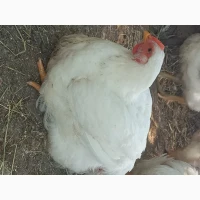 Цыплята бройлера. Подрощенные