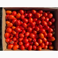 Продам помідор