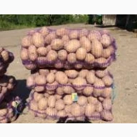 Викупимо картоплю з поля від 20 тонн розрахунок швидко