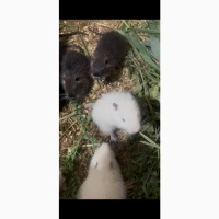 Продаю нутрий живым весом 200 грн/кг
