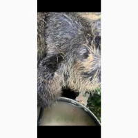 Продаю нутрий живым весом 200 грн/кг
