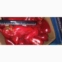 Продам перець солодкий сорт Навігатор (Київська обл., Обухівський р-н)
