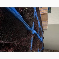 Продам бузину заморожену