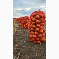 Продам цибулю Медуза