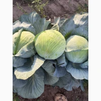 Продам капусту