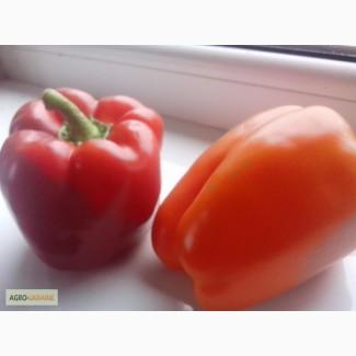Продам Перец Голландский