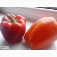 Продам Перец Голландский