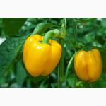 Продам Перец Голландский