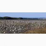 Семена тыквы Волжская серая (Сероволжская) Дамский ноготь (Болгарка) посевной материал1R