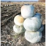 Семена тыквы Волжская серая (Сероволжская) Дамский ноготь (Болгарка) посевной материал1R