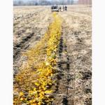 Семена тыквы Волжская серая (Сероволжская) Дамский ноготь (Болгарка) посевной материал1R