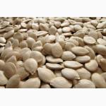 Семена тыквы Волжская серая (Сероволжская) Дамский ноготь (Болгарка) посевной материал1R